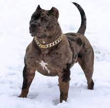 Very playful if your looking for spectacular puppies look no further. Pin On Bully Puppies For Sale