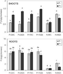 Wondering if that carbon monoxide detector chirping could be signaling? Zinc Phosphate Transformations By The Paxillus Involutus Pine Ectomycorrhizal Association Springerlink