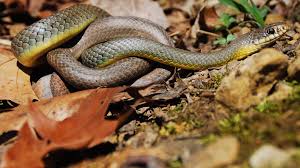 The upper lip, chin, and lower part of the neck are usually white. Kansas Herpetofaunal Atlas