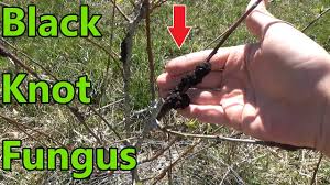 This Will Kill Your Plum Trees How To Get Rid Of Black Knot Fungus Youtube