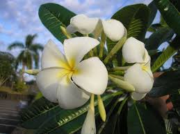 Check spelling or type a new query. Free Plant Identification White Flowering Plants Plants Plant Identification
