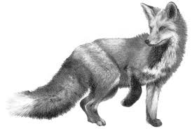 Black And White Fox Tattoos For Men Last Of The Foxes Red Fox Tattoos Fox Drawing Animal Tattoos
