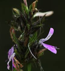 Image result for Dicliptera clinopodia