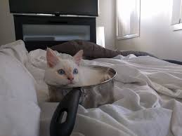 Yeah, and op is letting his brother and his gf be. 50 Funny Examples Of Cat Beds And Cat Logic Bored Panda