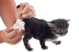 Maybe you would like to learn more about one of these? Klinik Haiwan Penjagaan Kucing Dan Haiwan Peliharaan Ivet Petcare