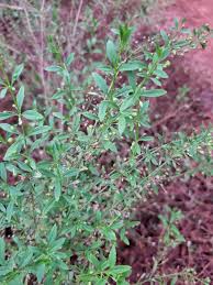 Image result for Anticharis