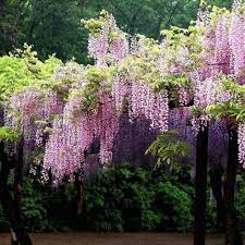 Wisteria Flower Seeds Live Plants Plants Flower Seeds