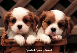 Ruyada Kopek Gormek Ruyada Kopek Gormek Ne Anlama Gelir Ruyada Kopek Yorumu
