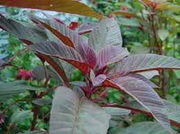 l amarante graines ou feuilles bienfaits et comment la cuisiner amarante feuilles de plantes feuille