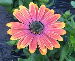 Image result for Osteospermum