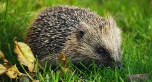 Over 100,000 spanish translations of english words and phrases. Adopt A Hedgehog The Wildlife Trusts