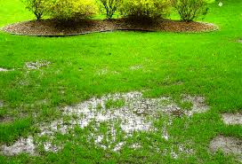 Been ignoring a dandelion problem? Too Much Water Can Kill Your Lawn Experigreen