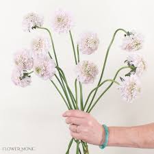 Image result for Scabiosa