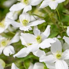 Clematis asao from www.gardensplendor.com is a terrific flowering vine. Clematis Montana Spring Joy Cowell S Garden Centre Woolsington