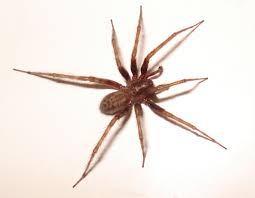 Their annual service price was the best we found in all of our research, which made them an extraordinary value. How To Control Spiders In Raleigh Nc Triangle Pest Control