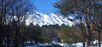 Image result for Isoglossa vulcanicola