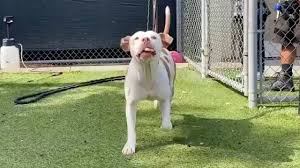Letters should be a minimum of 150 words, refer to content. Many Shelter Pets Finding Homes This Year Except Tonka