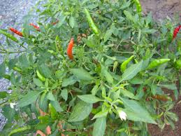 Image result for Capsicum frutescens