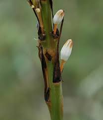 Image result for Chlorophytum bowkeri