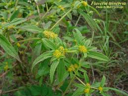 Image result for Flaveria trinervia