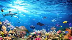 Image result for sea