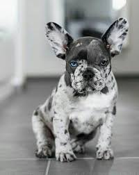 Black And Brown French Bulldog For Sale Pin By Sena Sazil On Animals Bulldog Puppies French Bulldog Puppies Puppies