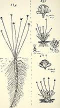 Image result for Eriocaulon abyssinicum