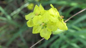 Image result for Sphedamnocarpus pruriens