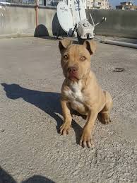 Bursa Pitbull Club Posts Facebook