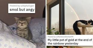 Cat Medley Cuteness Galore Funnies Rescues And Glow Ups Cats Cuddle Buddy Animals