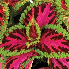 Image result for Coleus