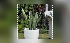 The cactus will usually pucker or shrivel as it uses up the water reserves that are stored within it. Keep The Snakes Away With Natural Snake Repellents