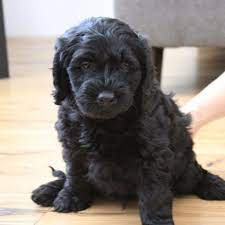 Thinkpup Shop Redbubble Black Labradoodle Puppy Labradoodle Puppy Black Labradoodle