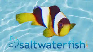 Image result for Sebaea junodii