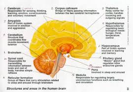 Free Template Brain Function Chart Human Brain Parts