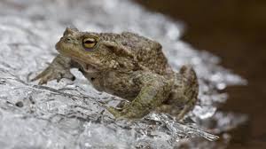 Kaltestarre Das Ist Die Strategie Vieler Insekten Und Wechselwarmer Tiere Um Heil Uber Den Winter Zu Kommen Reptilien Wie Schild Tiere Wilde Tiere Amphibien