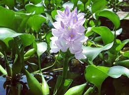 Tanaman eceng gondok yang memiliki nama lain 'eichornia crassipes' merupakan tanaman yang tumbuh di atas permukaan air. Sering Dianggap Gulma Ternyata Eceng Gondok Punya Banyak Manfaat Ringtimes Bali