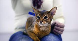 hishnik ili nechistaya sila tainstvennoe mogushestvo koshek moskva 24 19 12 2014