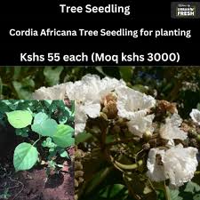 Image result for Cordia africana