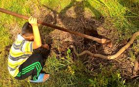 Ular kapak bodoh, ular kapak sumatra, ular kapak gunung, ular kapak tokong, ular kapak hidung pipeh, ular kapak bakau, ular kapak hijau. Kenali Jenis Ular Berbisa Di Malaysia Serta Tips Berhadapan Dengannya Iluminasi