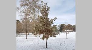 The post oak tree is native to north america and known to grow from connecticut to florida and from iowa to central texas. Why Do Some Trees Retain Leaves Over Winter University Of Illinois Extension