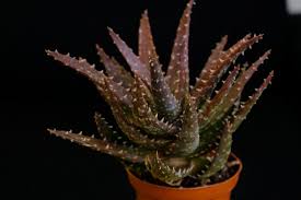 トゲトゲのアロエ クロスビー 植物とあなたをつなぐplantia