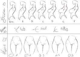 54 Special Front View Breast Size Chart How To Draw