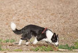 Border Collie Sniffing On A Brown Field Dogs Best Dog Training Dog Training