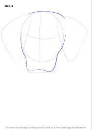 All animals (2310) all categories. Learn How To Draw A Labrador Face Farm Animals Step By Step Drawing Tutorials