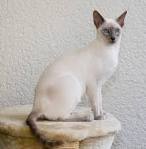 Lilac Point Siamese Cats - Cat Breed Info | Feline Living
