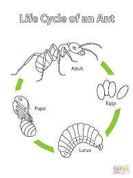 Life Cycle Of An Ant Coloring Page Free Printable Coloring Pages Life Cycles Ants Science Life Cycles