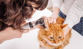 A few of the most common ear infection symptoms in cats are: Otitis Interna And Media In Cats Petcoach