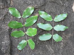 Image result for Julbernardia paniculata