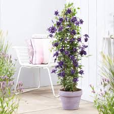 Check spelling or type a new query. Clematis Purple Potted Plant Climber Patio Hardy Kokonoe With Rich Purple Blooms Low Maintenance 1 X 7cm Clematis Kokonoe Pot By Thompson Morgan Buy Online In Bosnia And Herzegovina At Bosnia Desertcart Com